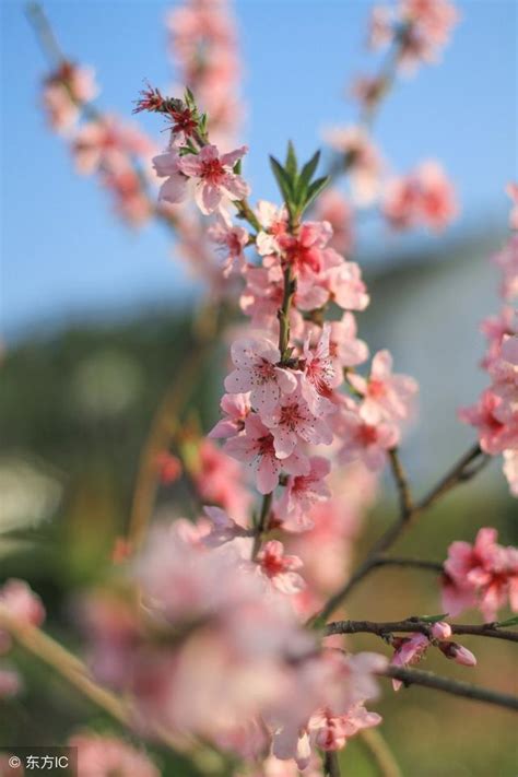 桃花位怎麼看|帶你找尋自己的桃花位 附2019